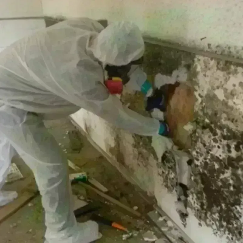 Mold Remediation and Removal in Lansdale, PA